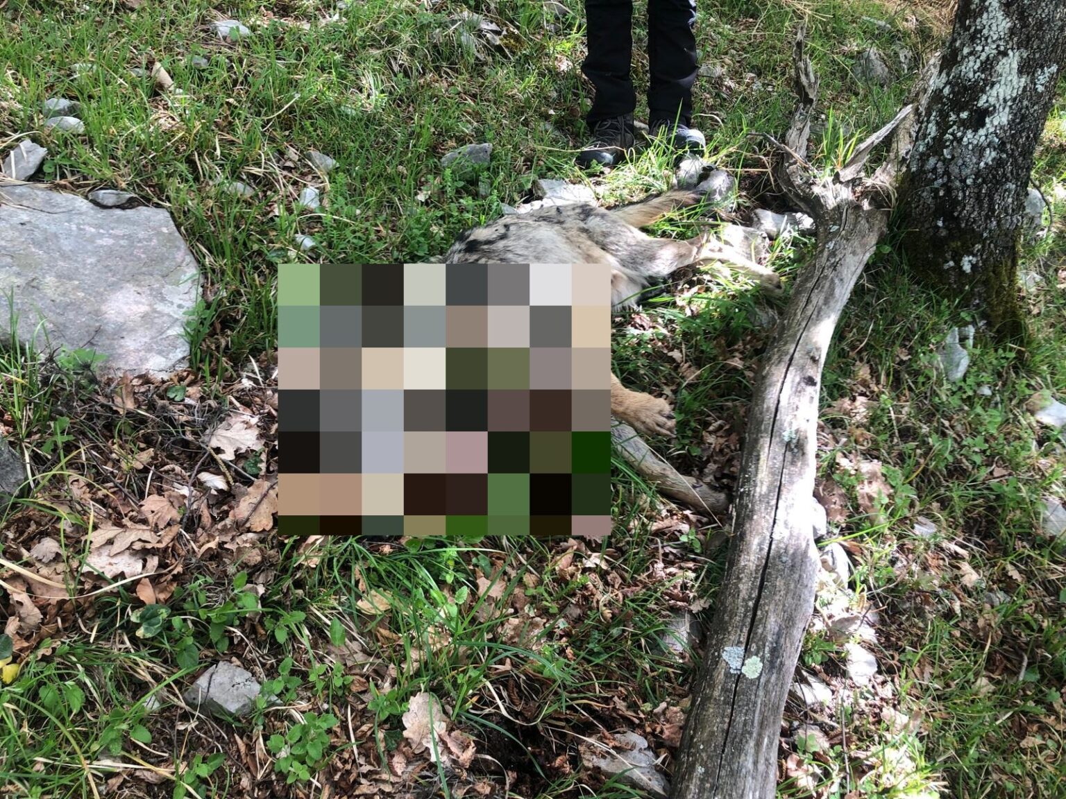 Rinvenuta carcassa di lupo nella zona di Settefrati