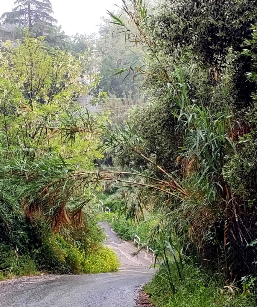 Anagni. Vivere nella giungla a via Rigliano